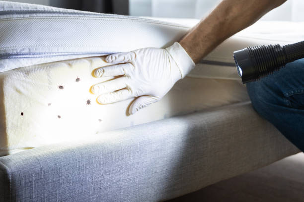 Best Local Pest Control Services  in Progress, PA